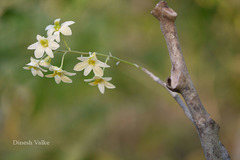 Dendrobium ovatum